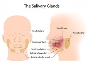 Ecografia delle Ghiandole Salivari nomentano