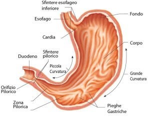 GastroPanel tranquillità per il tuo stomaco 2 gastropanel laboratorio nomentano