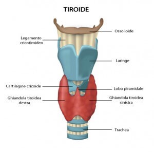 visita endocrinologica nomentano monterotondo