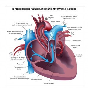 cardiologia e visita cardiologica nomentano